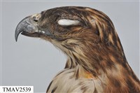 鳳頭蒼鷹藏品圖，第13張